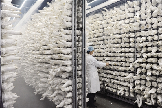 食用菌培育室設(shè)計